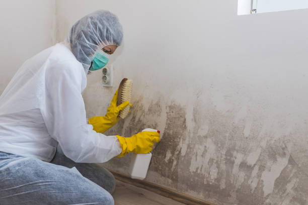Best Basement Mold Remediation in Eielson Af, AK