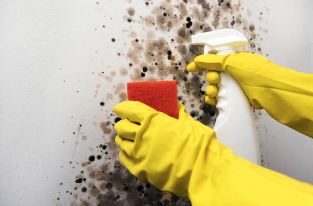 Best Emergency Mold Remediation in Eielson Af, AK