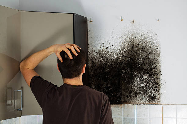 Best Industrial Mold Remediation in Eielson Af, AK